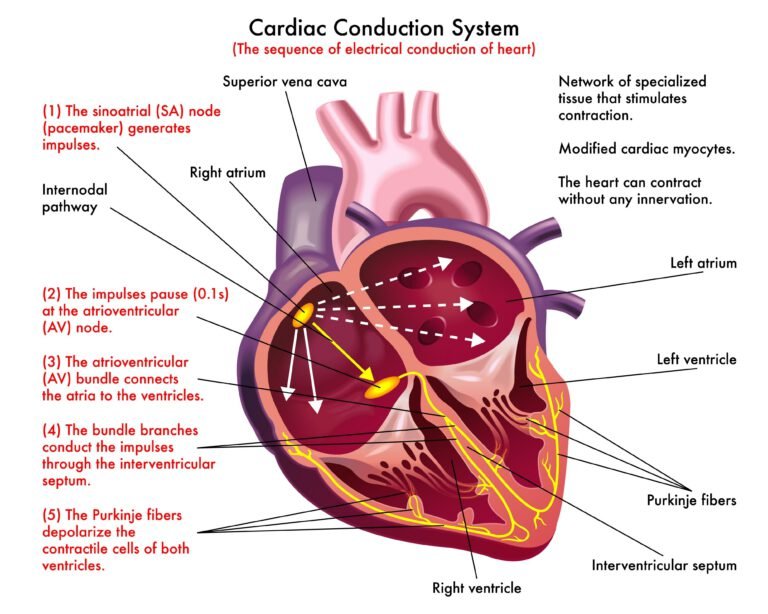 The Silent Guardian: A Comprehensive Guide to Preventive Cardiology
